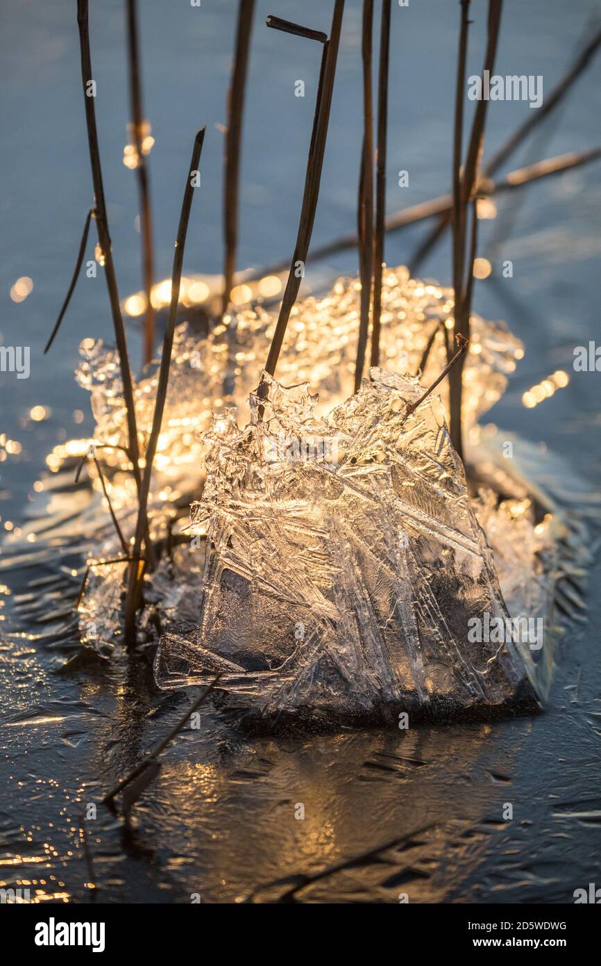 Dettaglio del gruppo della canna con crosta di gelo notturno Foto Stock