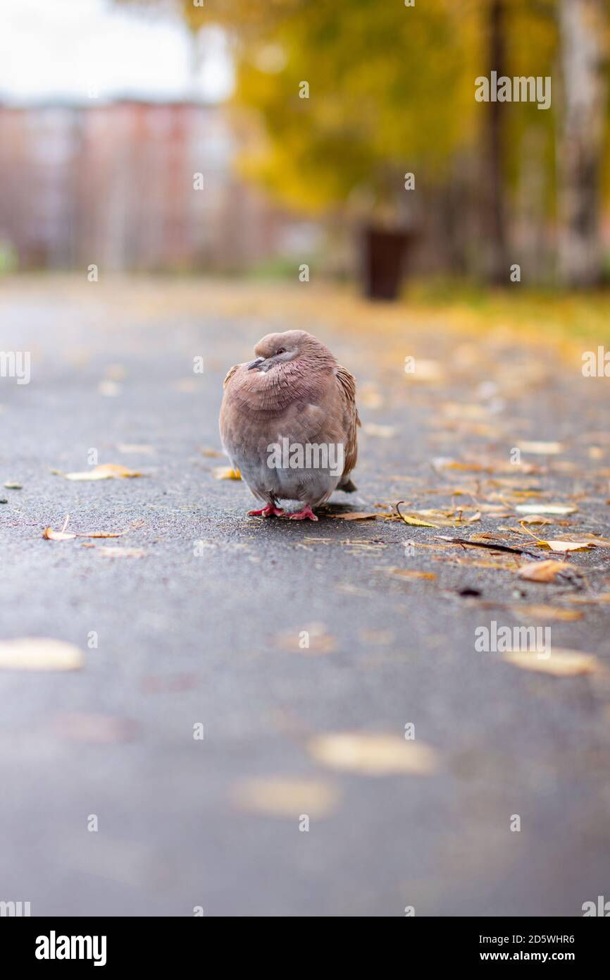 Bella colorazione marrone piccione e bianco su asfalto in urbano autunno Foto Stock