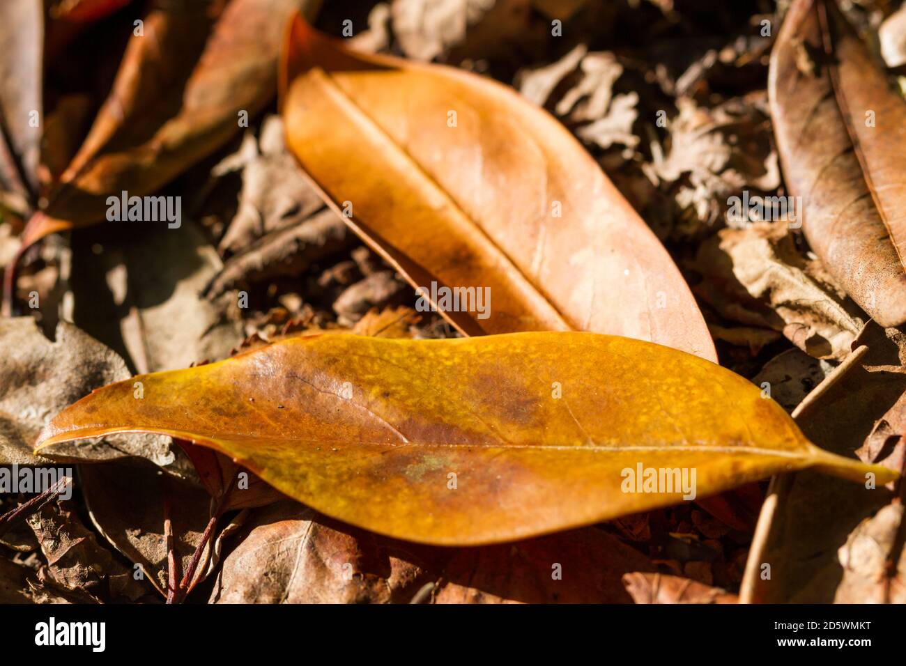 Closeup di foglie autunnali sul terreno, Regno Unito Foto Stock