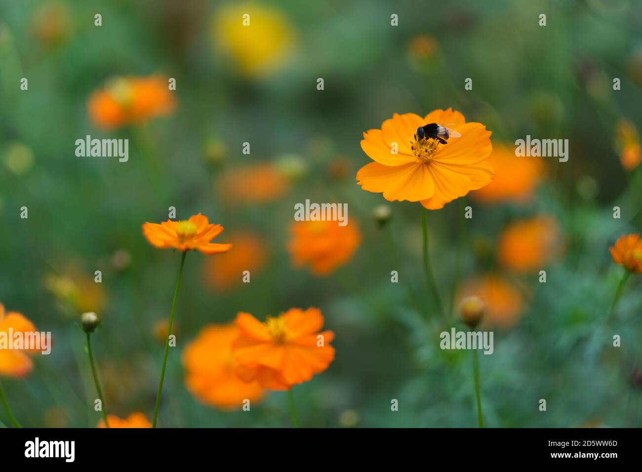 primo piano su un'ape sul fiore selvatico di colore arancio. messa a fuoco morbida Foto Stock