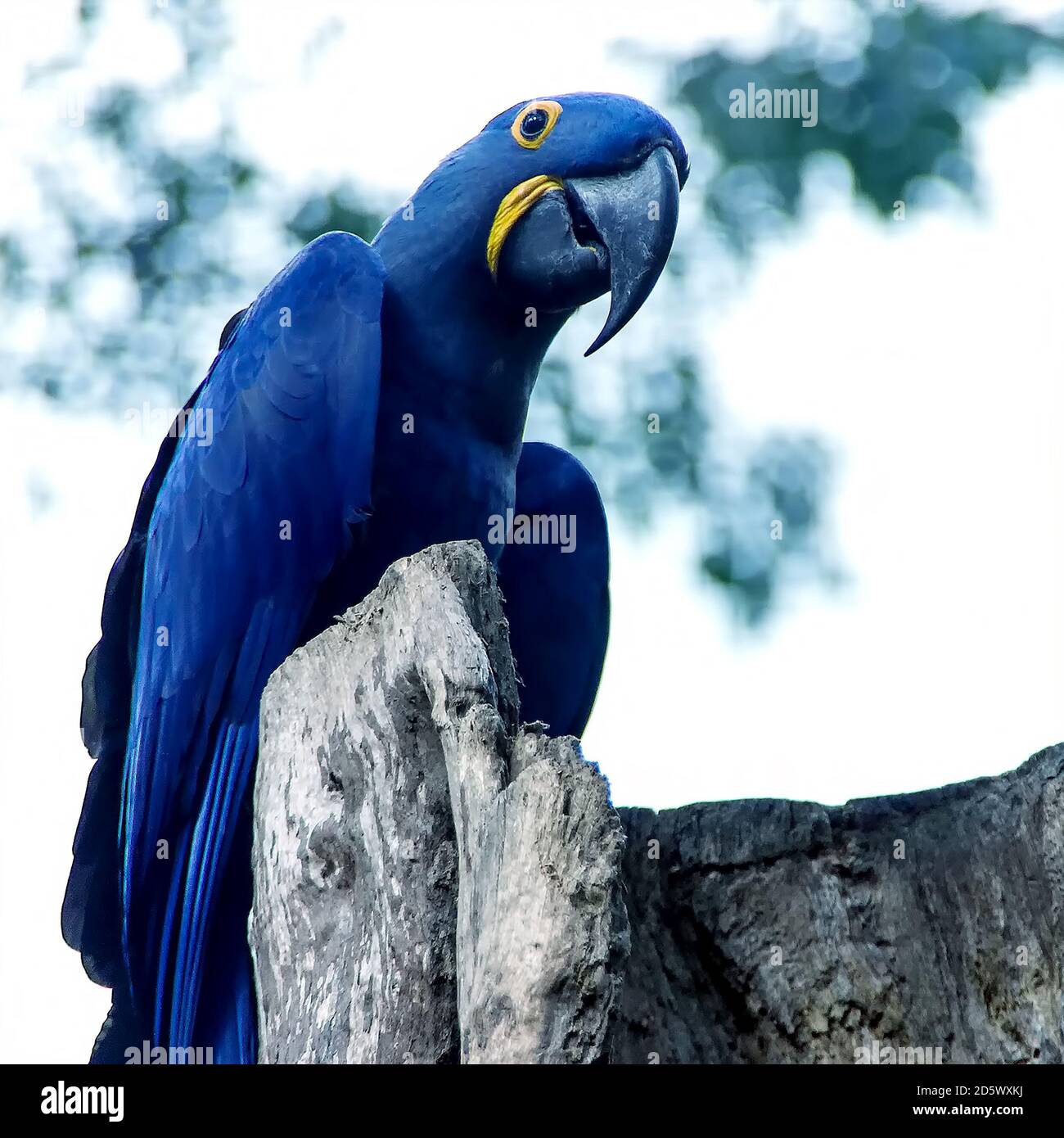 Pappagallo Blue Spix's macaw primo piano seduto sull'albero Foto Stock