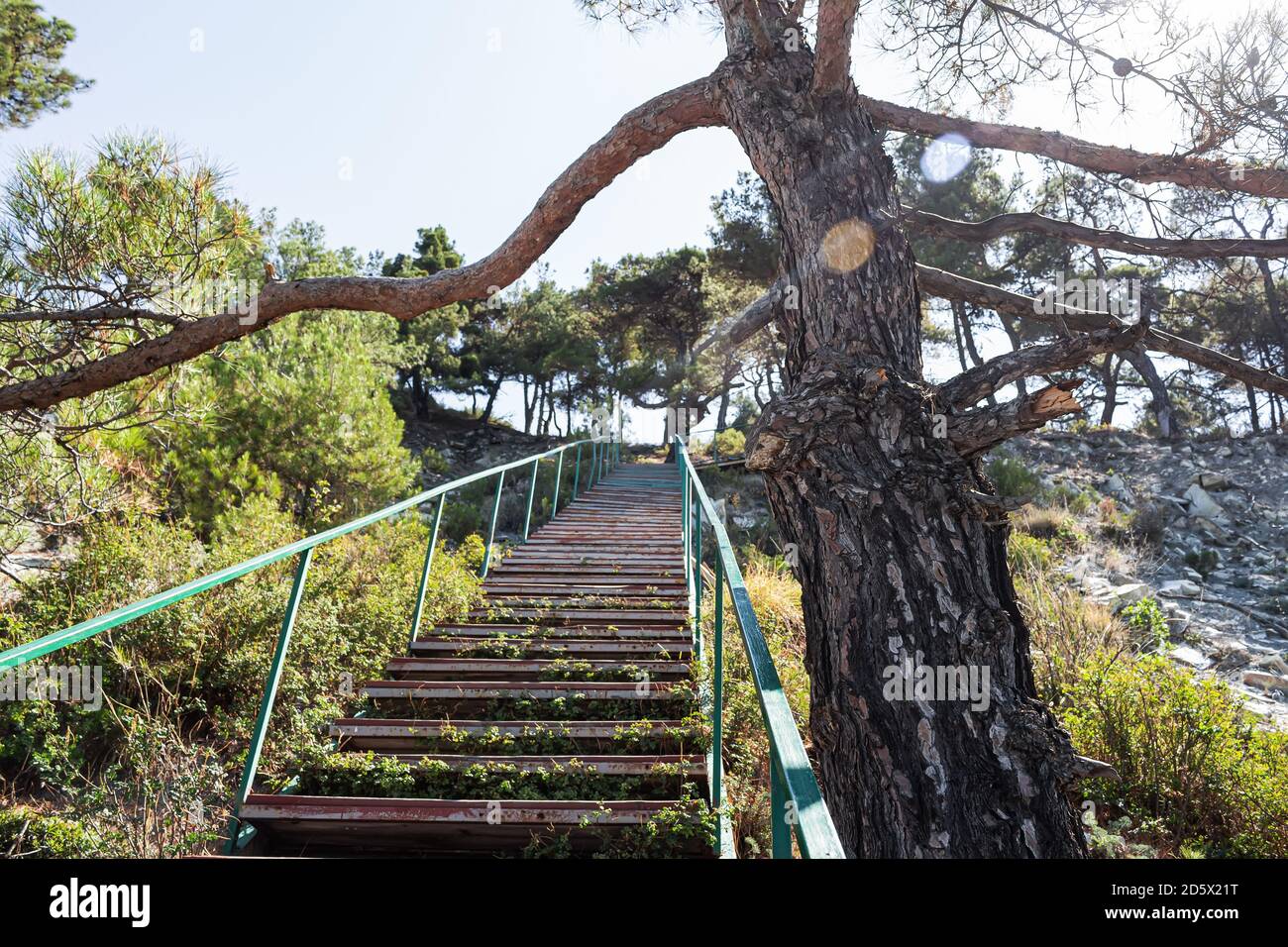 Pittoresco paesaggio estivo. Una scala sulle rocce conduce alla foresta e al campeggio, una vista dalla spiaggia selvaggia e un albero vicino Foto Stock