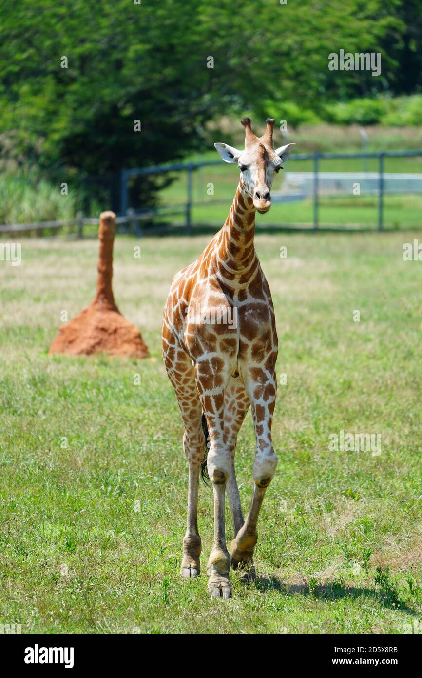 CAPE MAY COUNTY, NJ -21 LUG 2020- Vista di una giraffa alla mostra African Savanna al Cape May County Park & Zoo situato nella contea di Cape May, New J Foto Stock