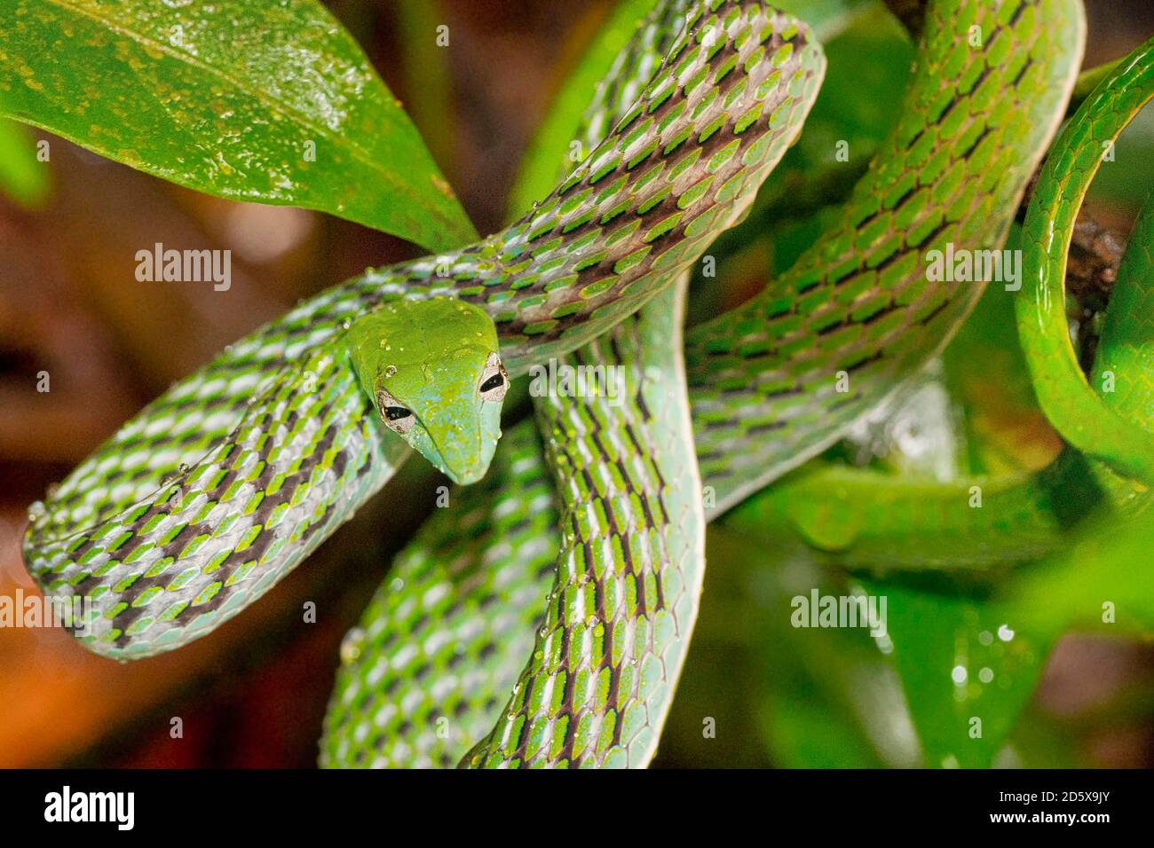 Serpente di vine verde, serpente di frusta dal naso lungo, Ahaetulla nasuta, Sinharaja National Park Rain Forest, sito patrimonio dell'umanità, UNESCO, Riserva della Biosfera, Nazione Foto Stock