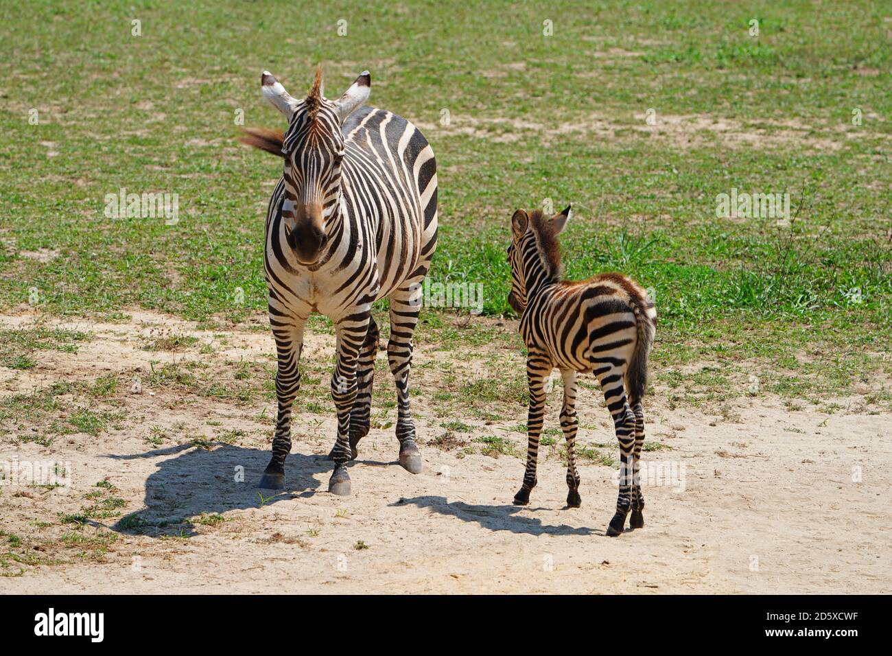 CAPE MAY COUNTY, NJ -21 LUG 2020- Vista di un bambino zebra e sua madre alla mostra African Savanna al Cape May County Park & Zoo situato a New Foto Stock