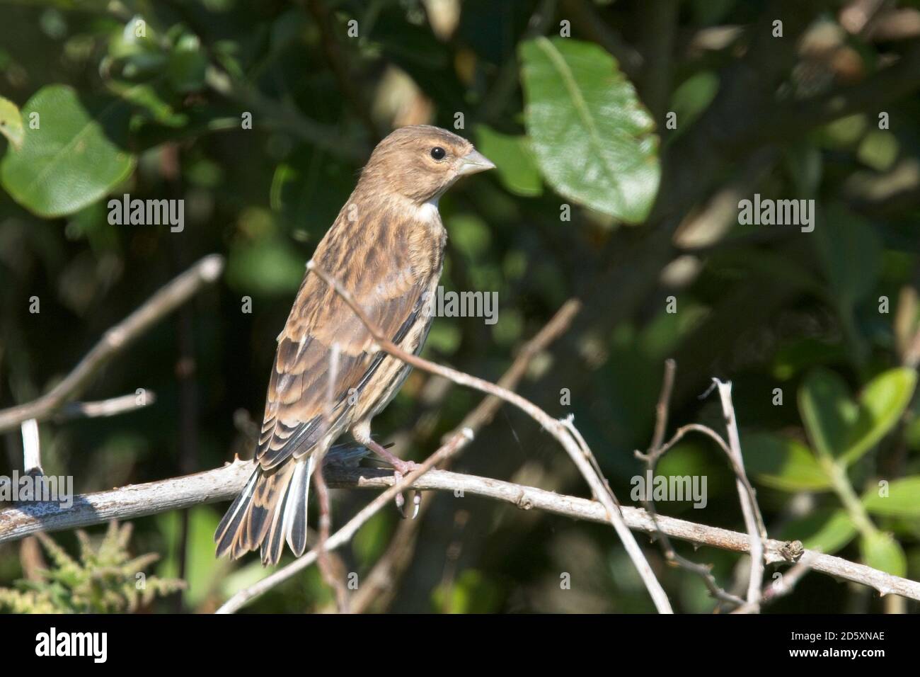 Un Linnet comune femminile o giovanile (Linaria {Carduelis} cannabina) arroccato, Cornovaglia, Inghilterra, Regno Unito. Foto Stock