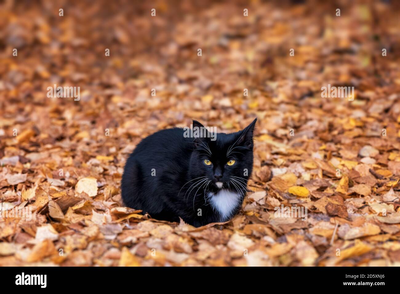 Bel gattino nero giace su foglie d'autunno arancio Foto Stock