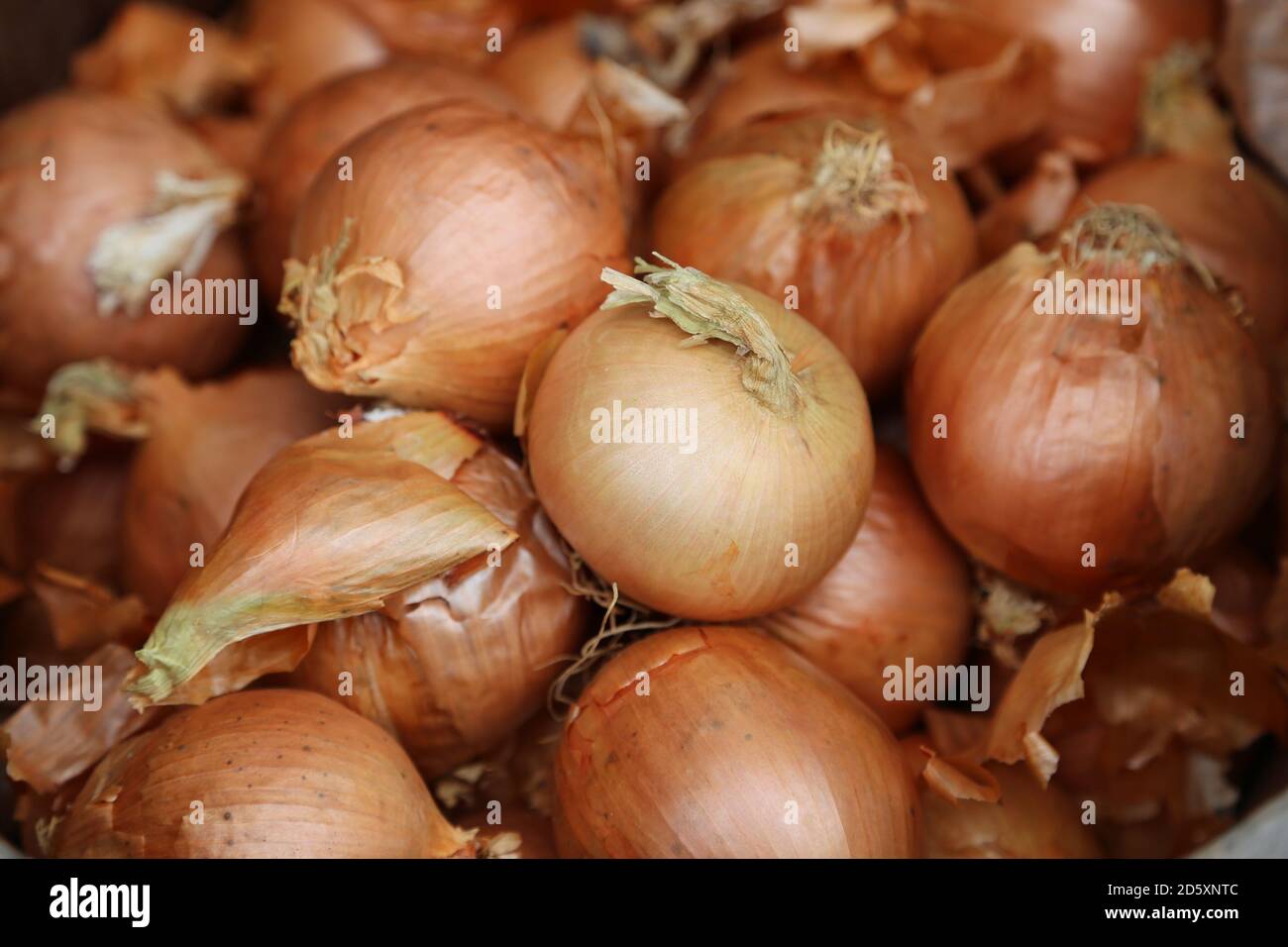 "Le cipolle hanno strati" questa foto è stata scattata in un mercato agricolo locale. Settembre 2020 Foto Stock