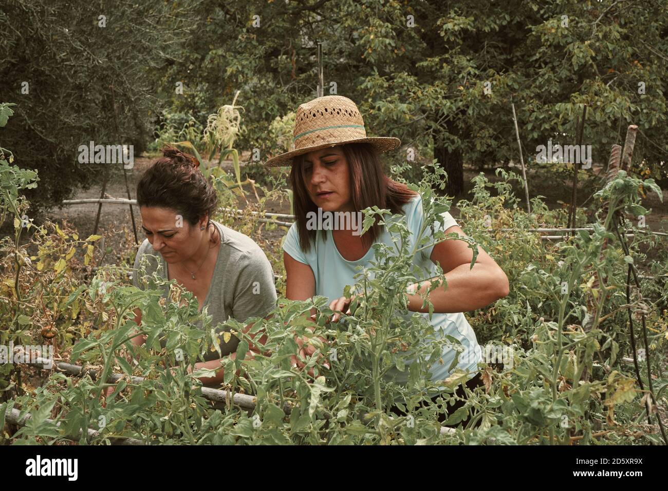 due donne di mezza età raccolse i pomodori dal frutteto. Concetto di azienda agricola Foto Stock