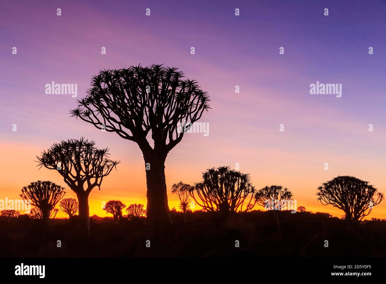 Africa, Namibia, Keetmanshoop, Quiver Tree Forest di sunrise Foto Stock