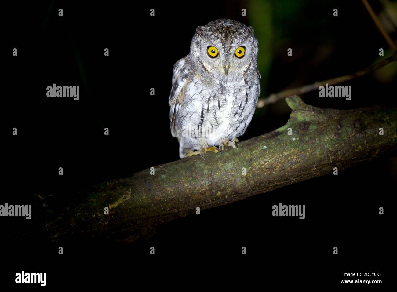 Thailandia, Kaeng Krachan, orientale scope gufo su un ramo di notte Foto Stock