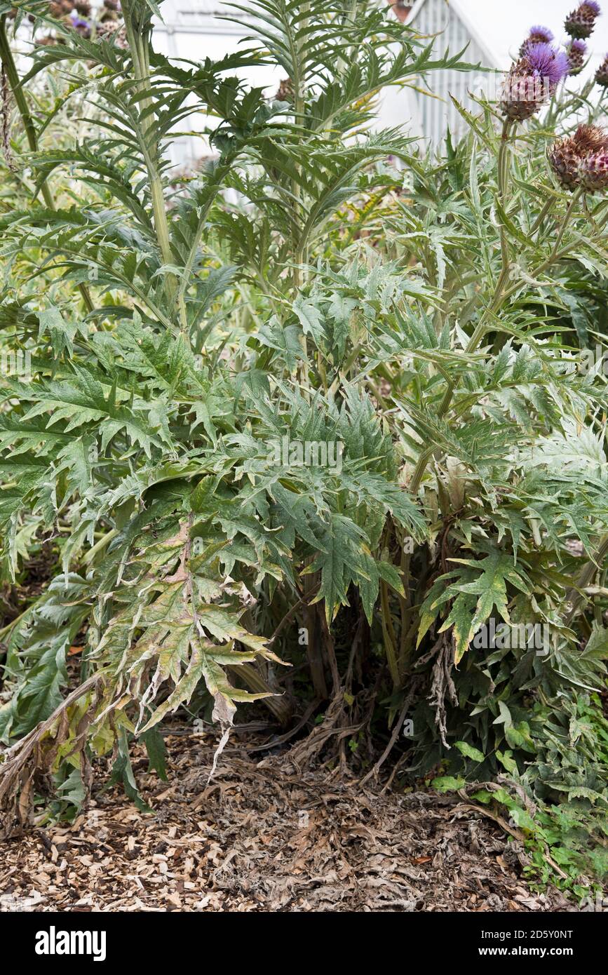 Pianta di cardoon Foto Stock