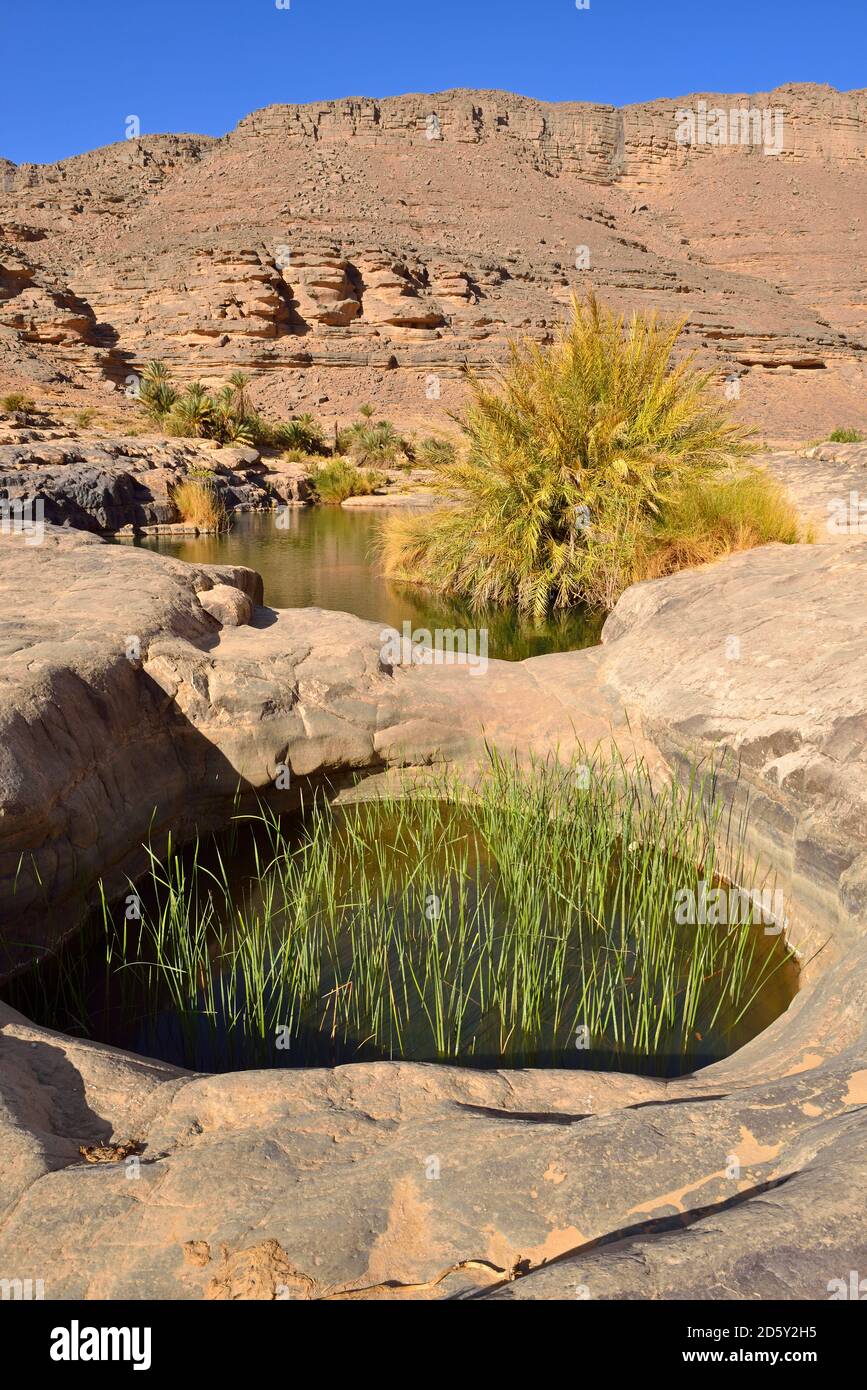 Algeria, del Tassili N'Ajjer National Park, Iherir, acqua in una guelta nel Canyon Idaran Foto Stock