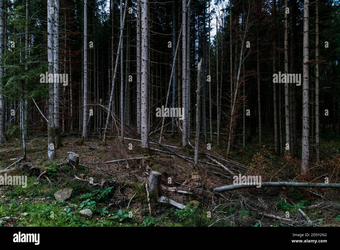 In Germania, in Baviera, il bosco di abeti e faggi Foto Stock