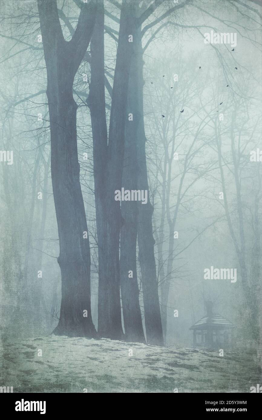 Germania, alberi nella foresta invernale Foto Stock