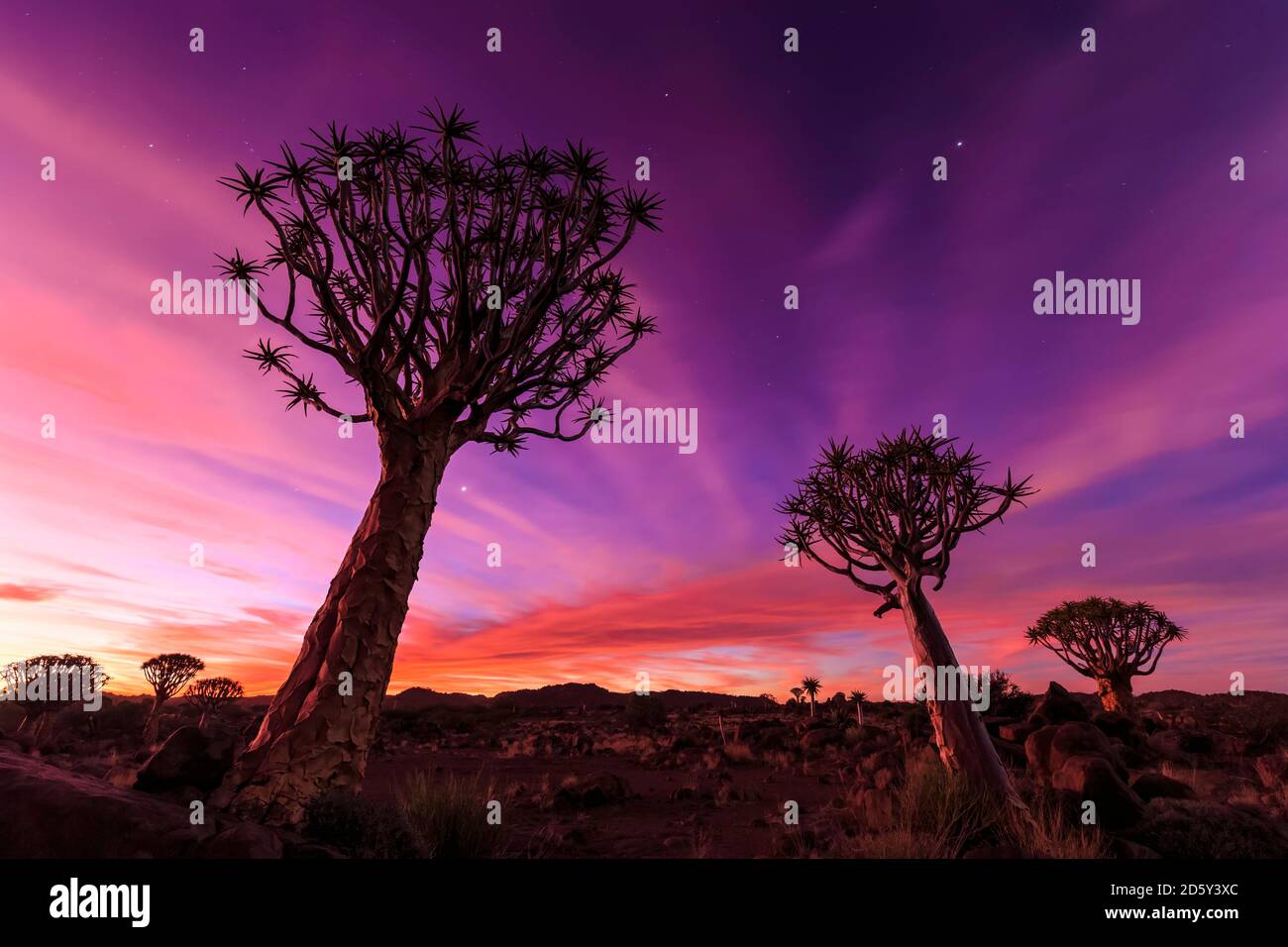 Africa, Namibia, Keetmanshoop, Quiver Tree Forest al tramonto Foto Stock