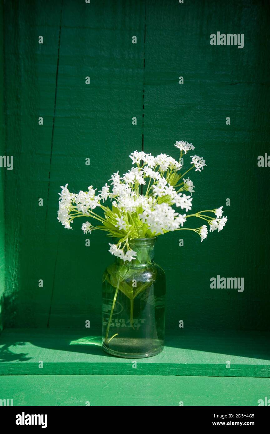 Vecchia bottiglia di vetro con la fioritura woodruff Foto Stock