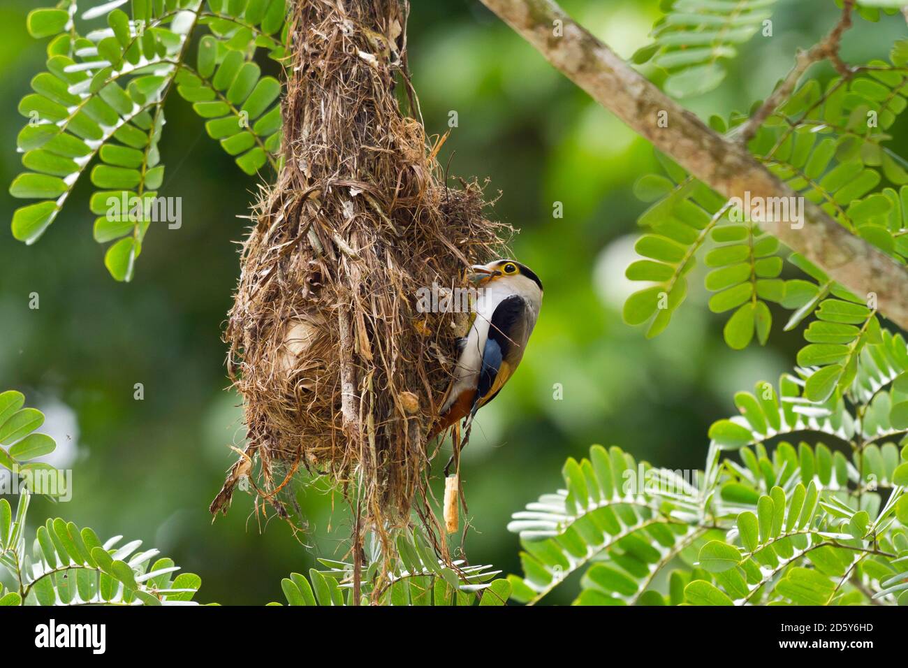 Thailandia, Kaeng Krachan, una larga fattura argentata al nido Foto Stock