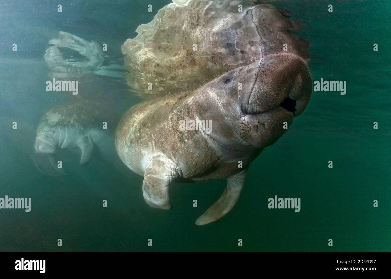 Stati Uniti d'America, Florida, West Indian manatee Foto Stock