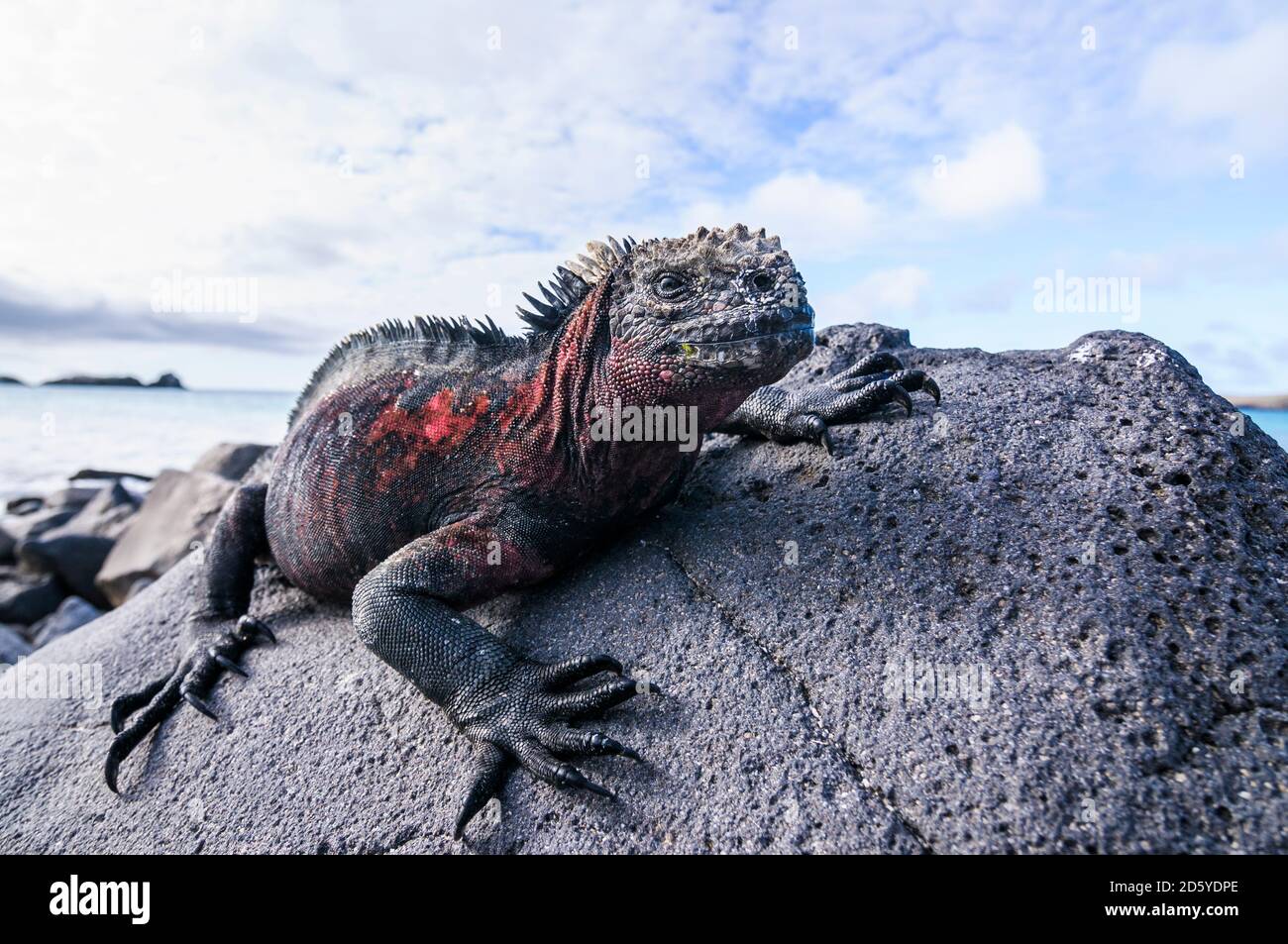 Ecuador, Isole Galapagos, Espanola, Iguana Marina su una roccia Foto Stock