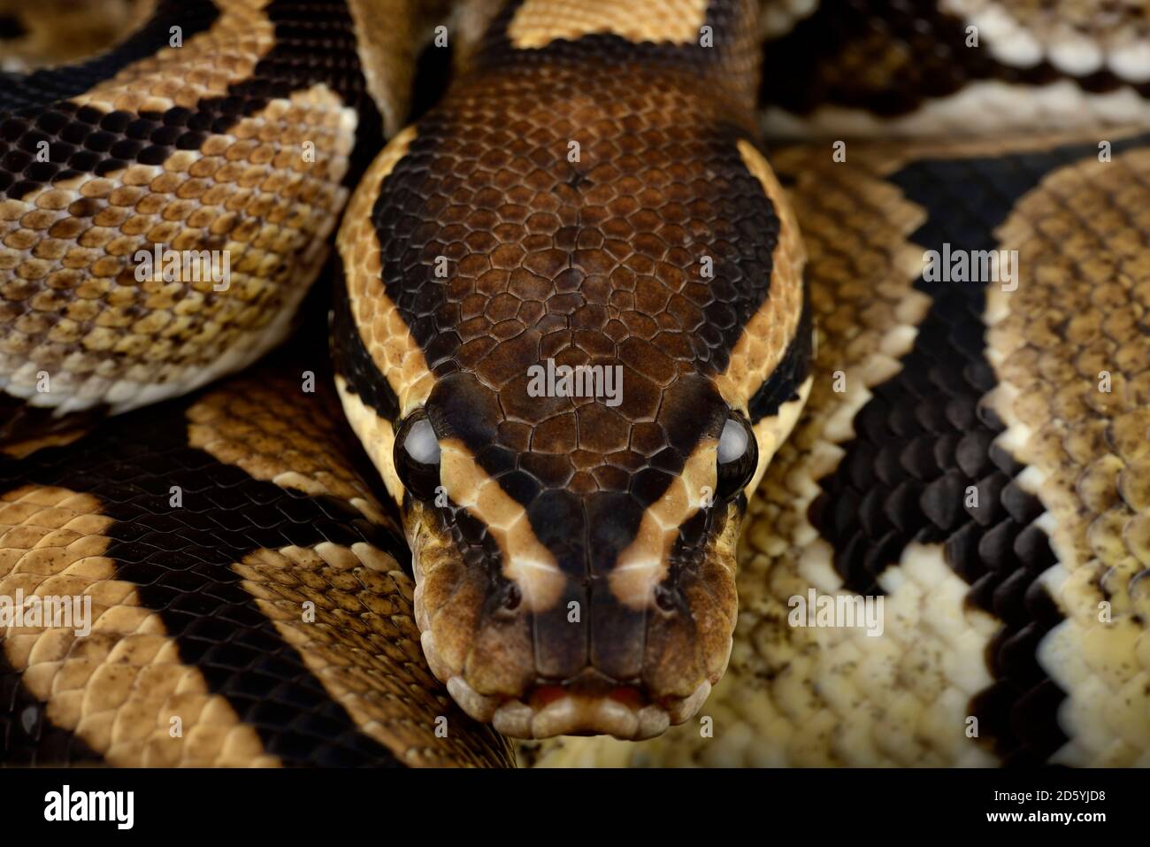Royal Python Python regius, vista parziale Foto Stock