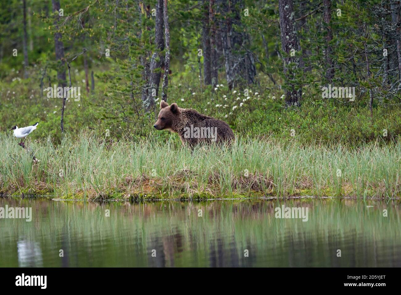 Finlandia, Kuhmo, orso bruno guardando a testa nera gabbiano Foto Stock