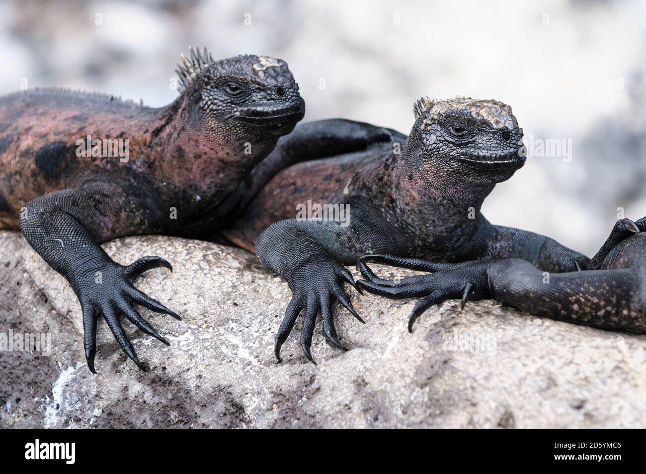 Ecuador, Isole Galapagos, Espanola, Iguanas marine su una roccia Foto Stock