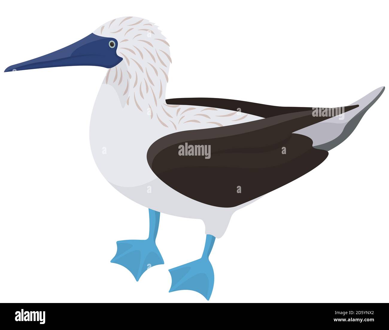 Vista laterale in alto con piedi blu. Uccello tropicale in stile cartone animato. Illustrazione Vettoriale