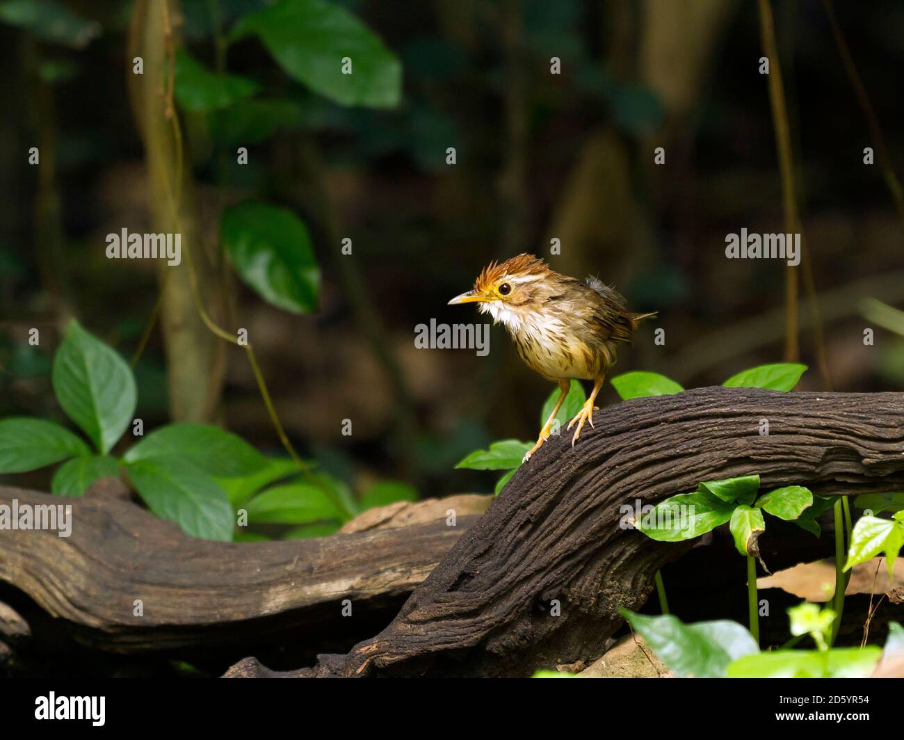 Thailandia, Kaeng Krachan, babbler con gola di puff sul ramo Foto Stock
