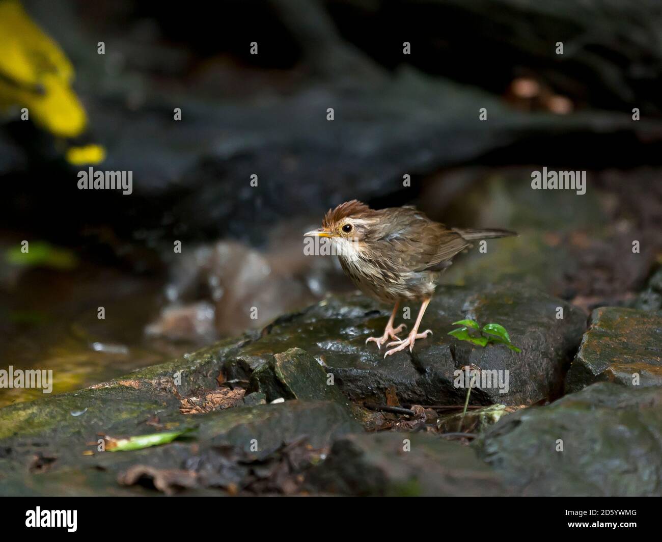 Thailandia, Kaeng Krachan, babbler soffiato su un ramo Foto Stock