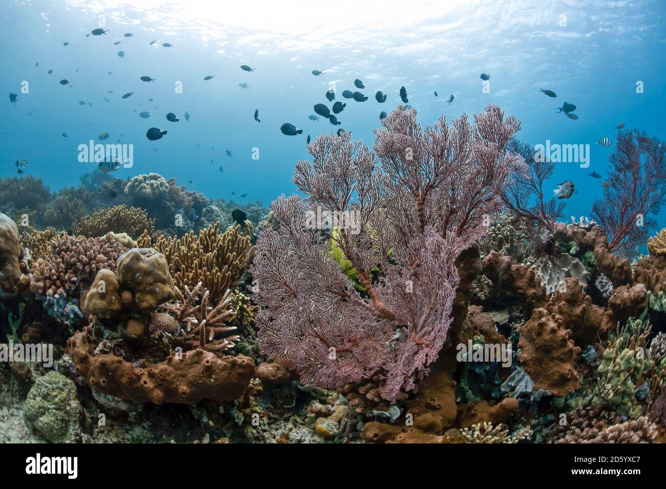 Indonesia, Bali, damselfishes e Scissortail sergenti, Coral reef Foto Stock