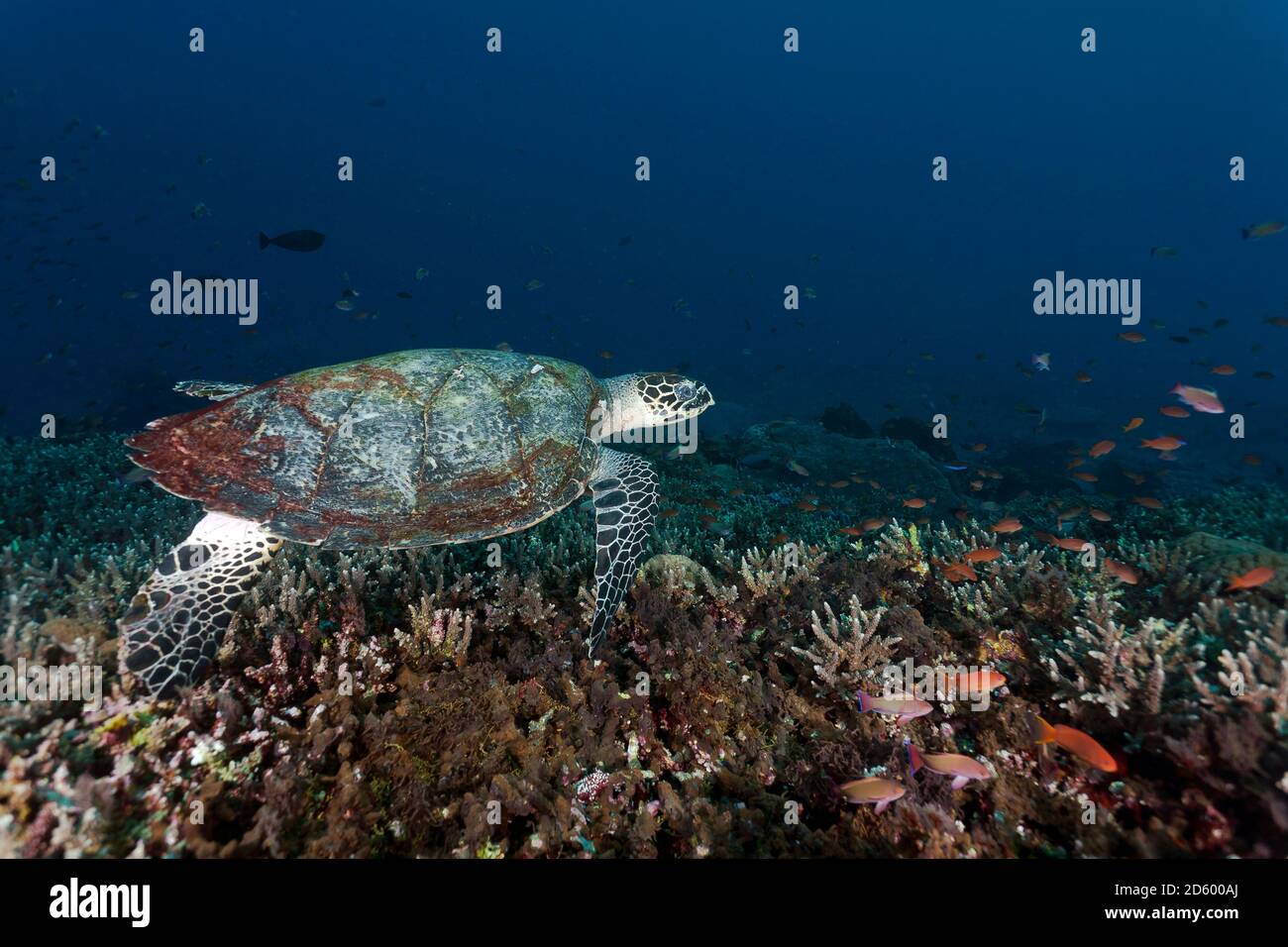 Indonesia, Bali, Nusa Lembongan, tartaruga, Eretmochelys imbricata Foto Stock