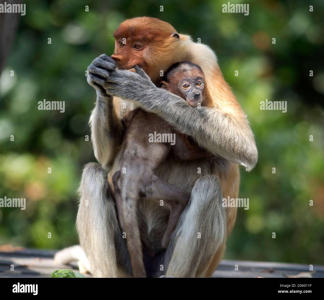 Borneo, Sabah, Proboscis scimmie, Nasalis larvatus, madre e giovane animale Foto Stock