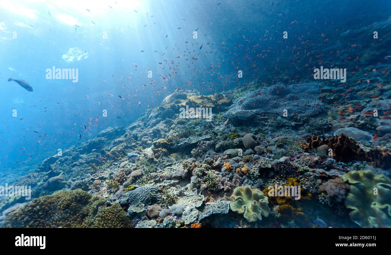 Indonesia, Bali, Nusa Lembongan, barriera corallina e diversi pesci della barriera corallina, Lyretail Anthias, Pseudanthias squamipinnis, banchi di pesci, fasci di luce Foto Stock