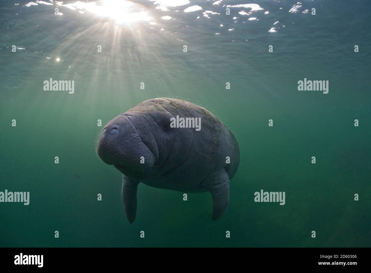 Stati Uniti d'America, Florida, West Indian manatee Foto Stock