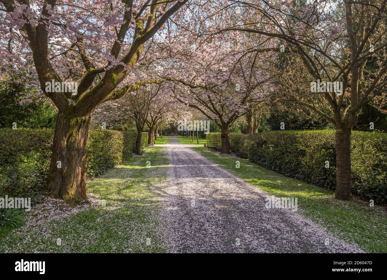 Viale fiorito di ciliegio su un cortile tomba Foto Stock