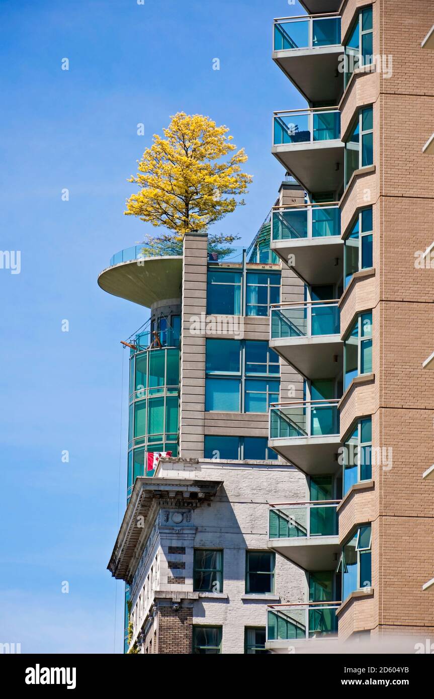 Canada, British Columbia, Vancouver, alto edificio residenziale con albero sulla terrazza sul tetto Foto Stock