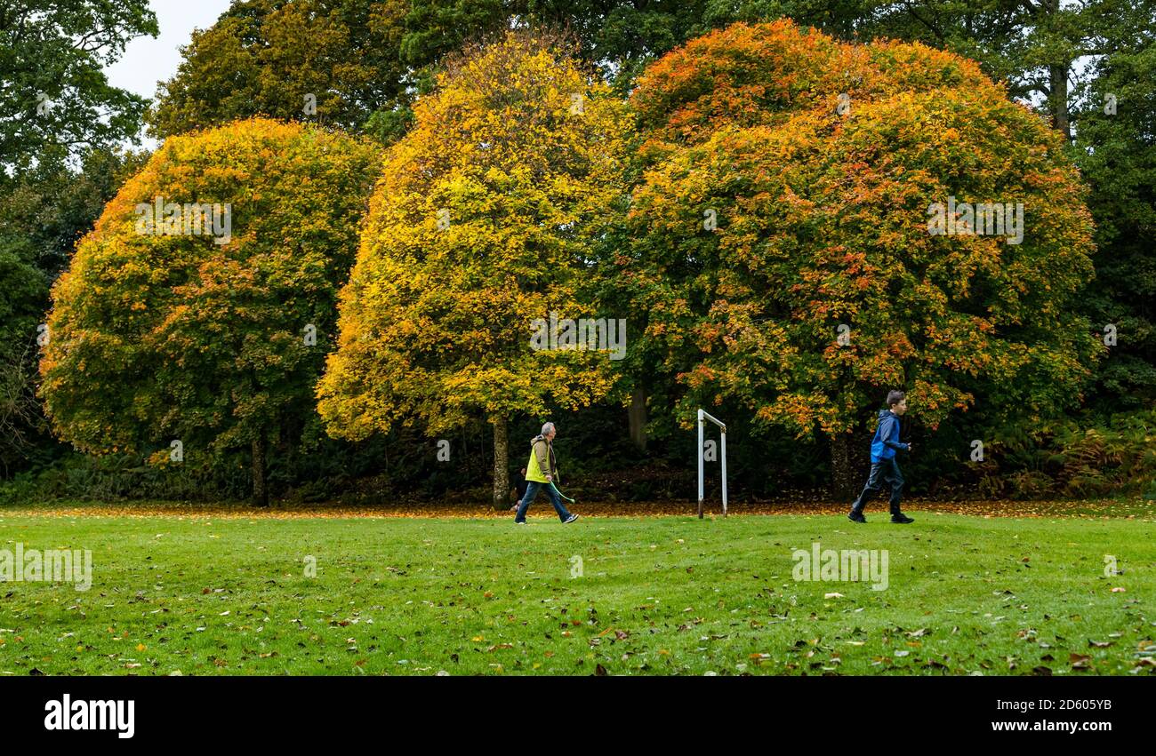 Perthshire, Scozia, Regno Unito, 14 ottobre 2020. Regno Unito Meteo: Colori autunnali. Gli alberi in tutto il Perthshire mostrano splendidi colori oro e arancio in un giorno che si alternava tra pioggia e intervalli di sole. Nella foto: Alberi d'autunno nel MacRosty Park o nel Mungall Park, Crieff mentre la gente cammina nel parco Foto Stock