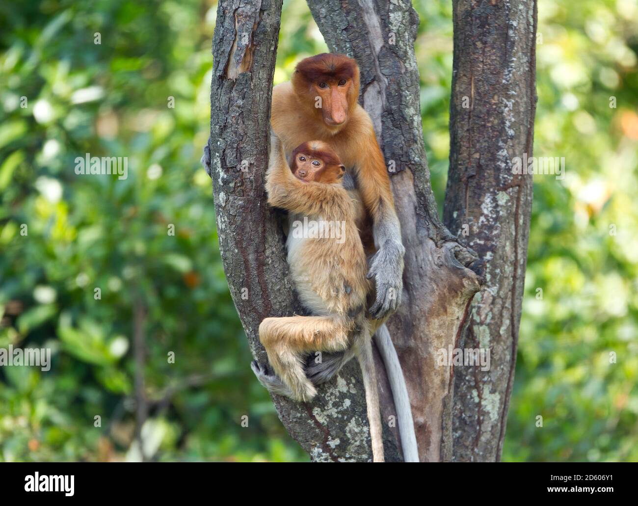Borneo, Sabah, Proboscis scimmie, Nasalis larvatus, madre e giovane animale seduto in albero Foto Stock