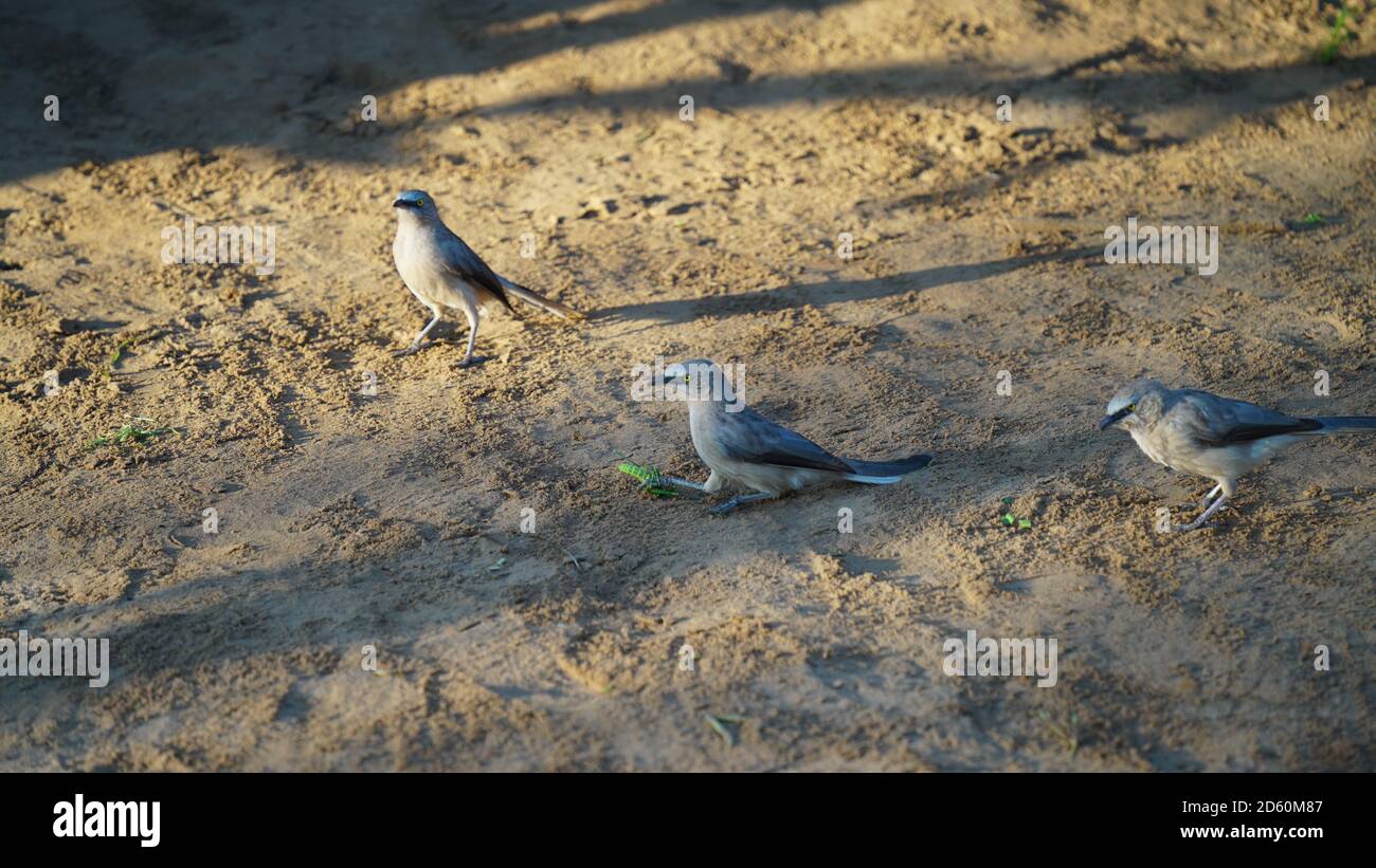 Splendida vista sui passeri di Little Bird con vista attraente e scena attraente. Foto Stock