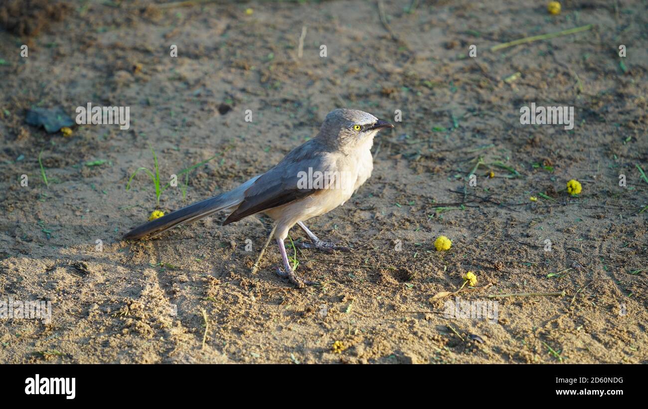 Il babbler della giungla è un uccello riproduttore residente comune dentro La maggior parte delle parti del subcontinente indiano ed è spesso visto in giardini all'interno di grandi città come wel Foto Stock