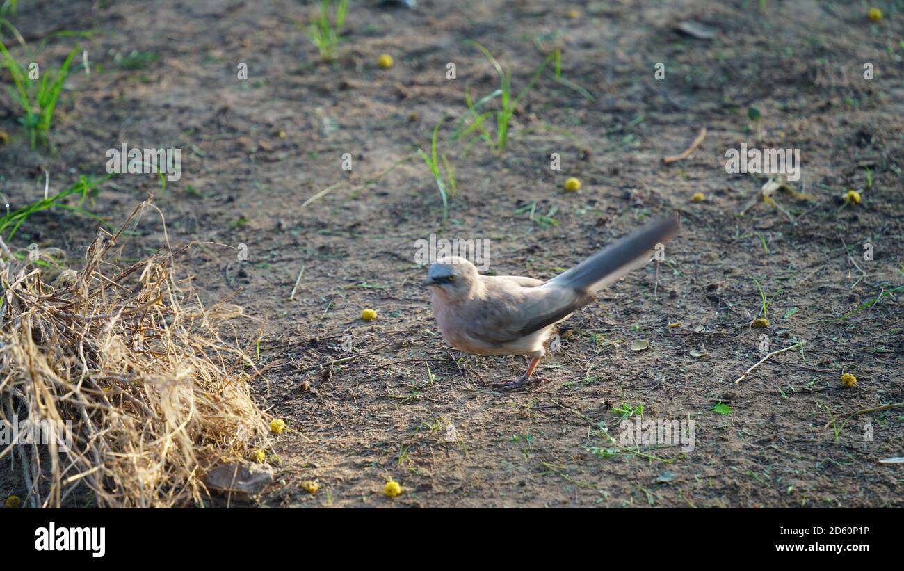 Il cucciolo di Sulawesi (Trichastoma celebrense) è un uccello della famiglia dei Pellegromi. È endemico per l'Indonesia. Foto Stock
