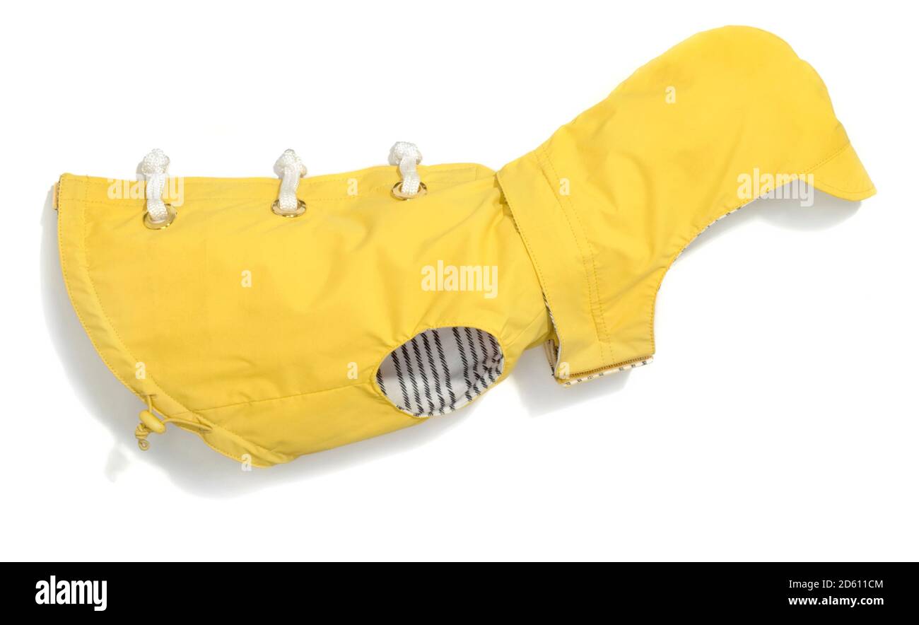 Impermeabile gialla con rivestimento interno a strisce bianche e nere, cappuccio e lacci in corda bianca per un piccolo cane fotografato su uno sfondo bianco Foto Stock