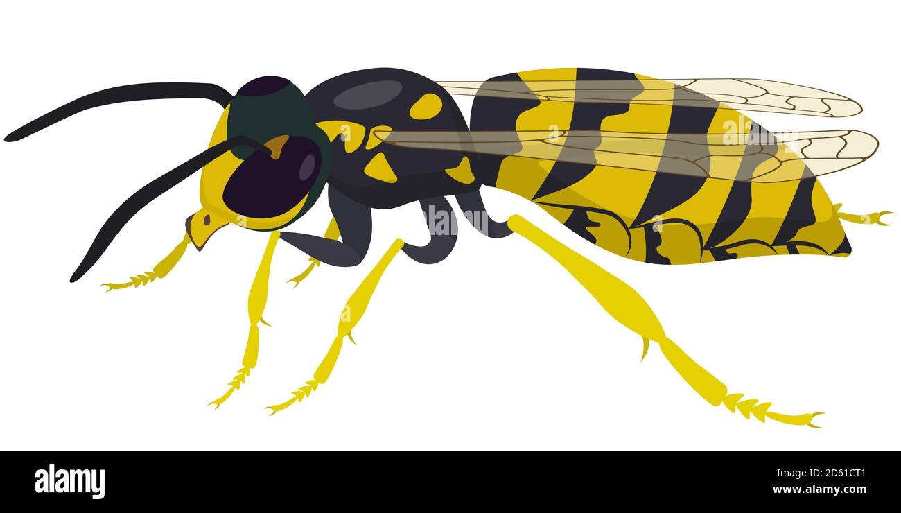 Vista laterale WASP. Insetto in stile cartone animato. Illustrazione Vettoriale