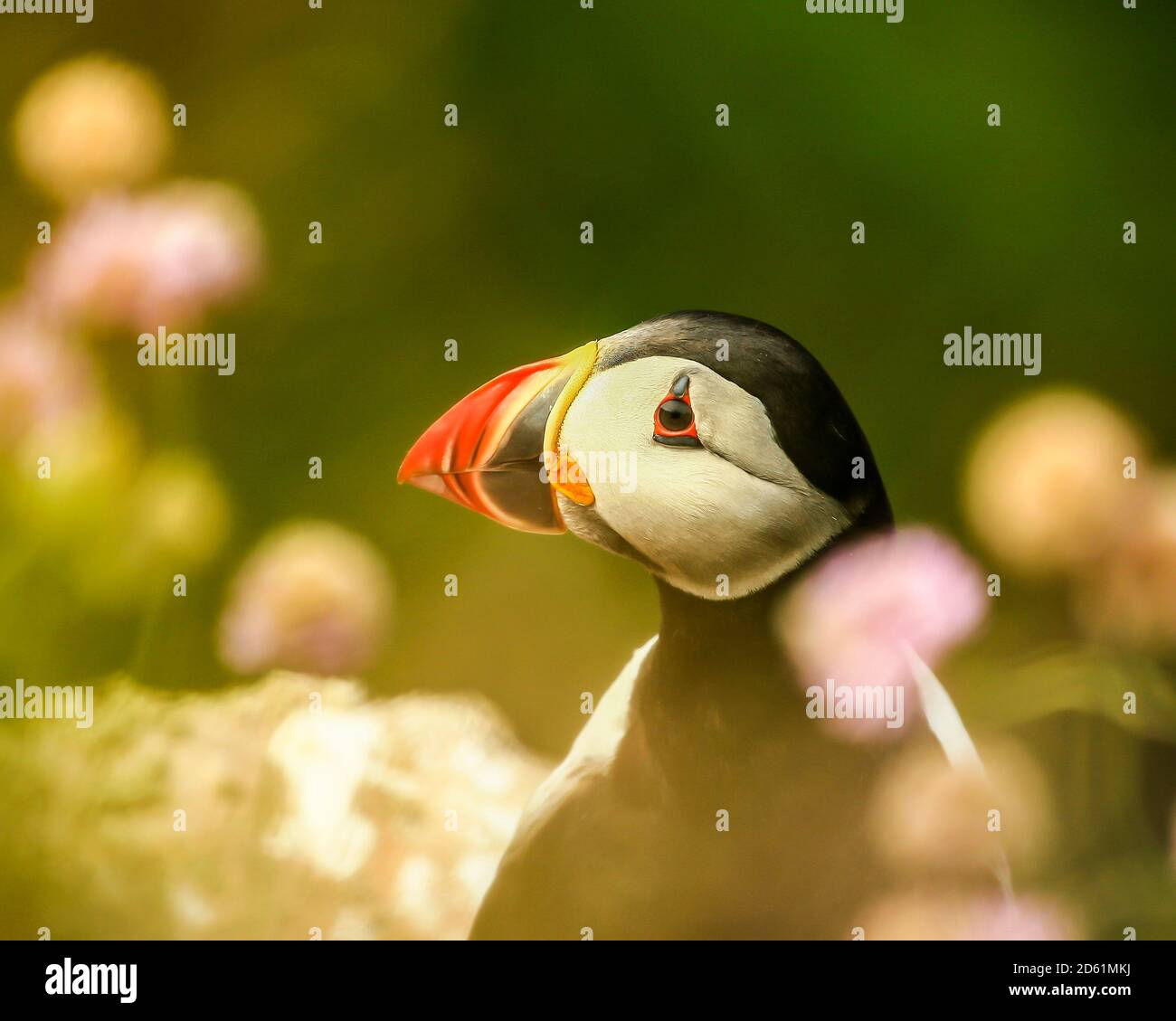 Adorabile Puffin Fratercola arctica seduta sul bordo della scogliera tra Fiorisce il mare e goditi l'estate di Orkney Foto Stock