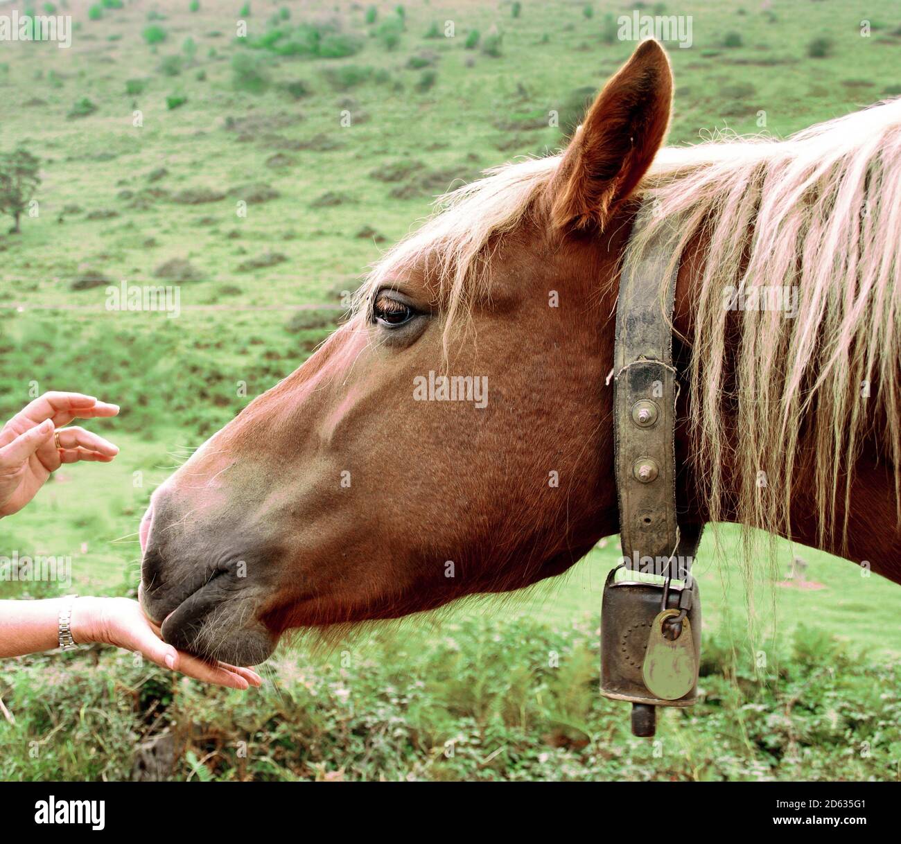 Cavallo in prato che viene a mangiare in mano. Foto Stock