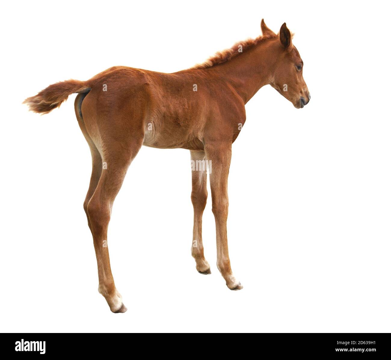 Foal isolato su sfondo bianco Foto Stock