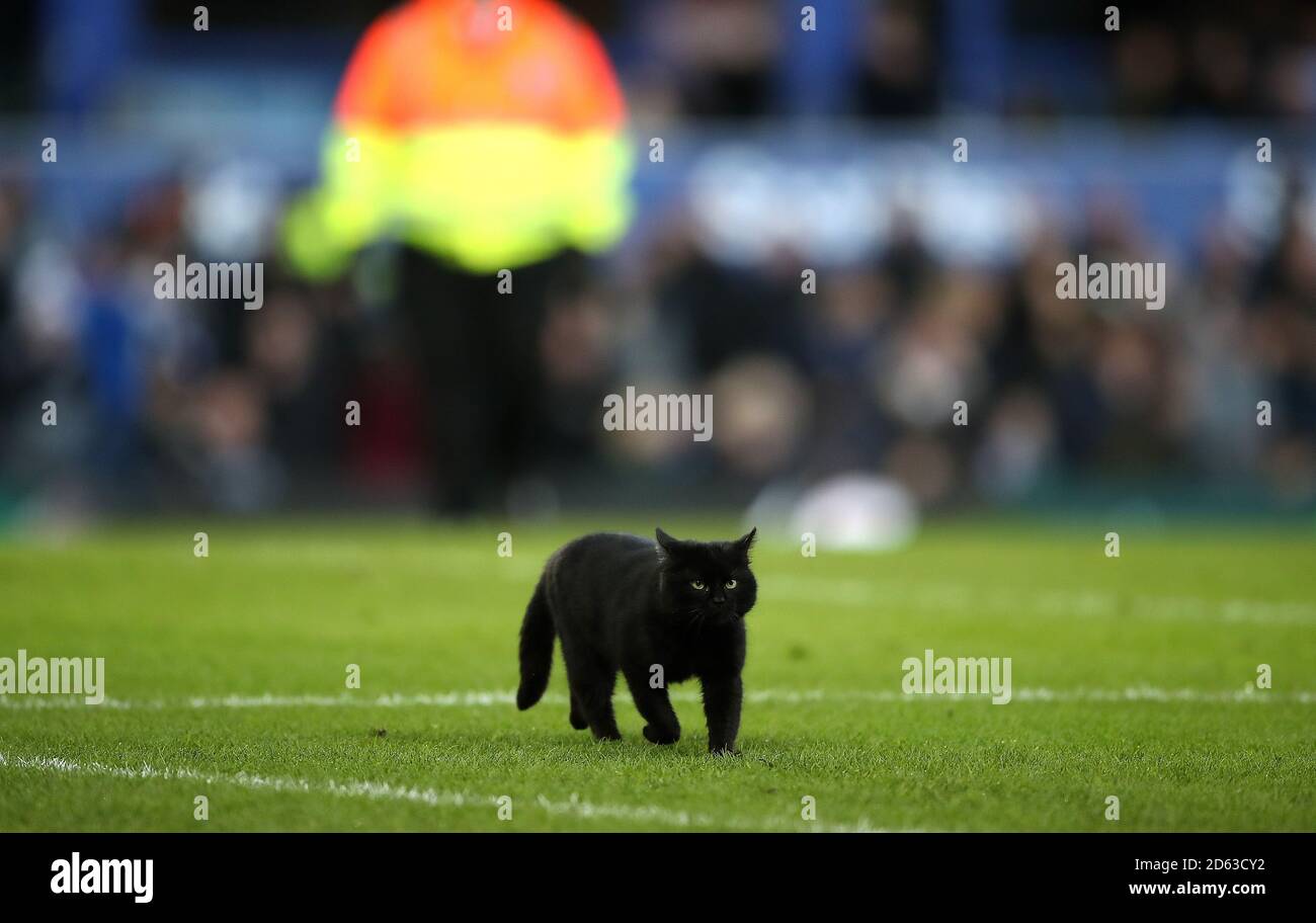 Un gatto nero interrompe il gioco in campo durante il corrispondenza Foto Stock