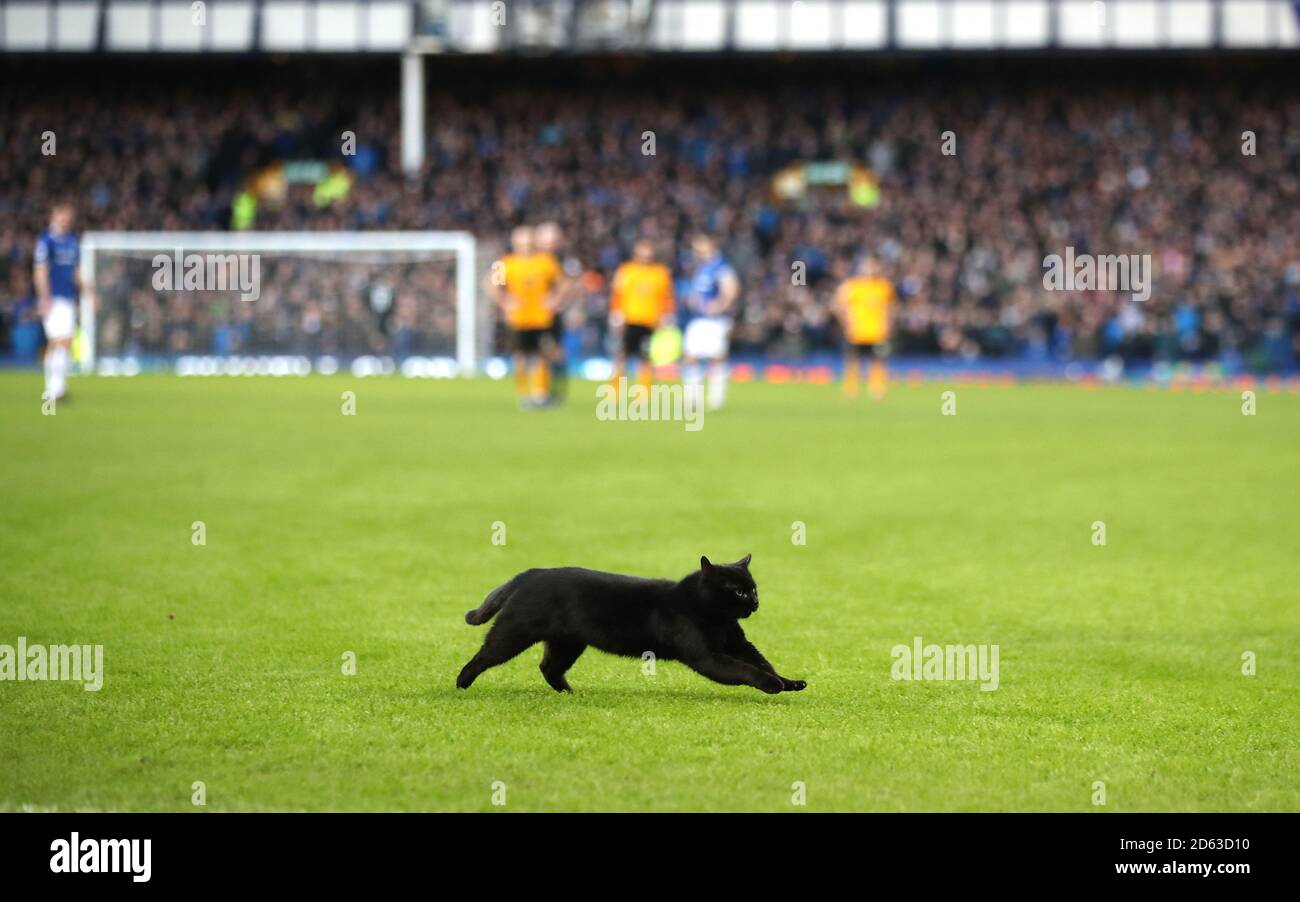 Un gatto nero interrompe il gioco in campo durante il corrispondenza Foto Stock