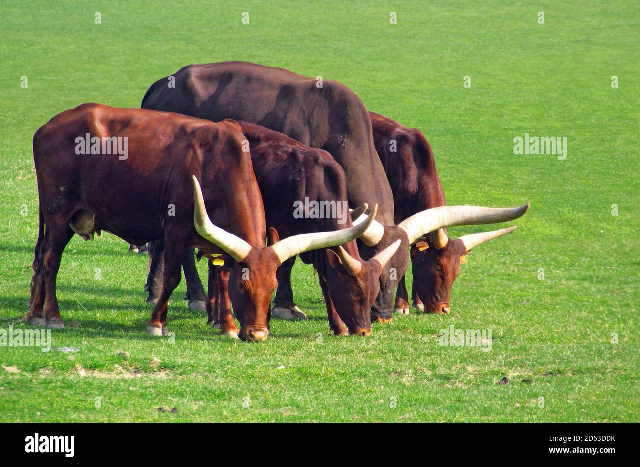 Vacche Watusi con corna lunghe che pascolano in prato. Foto Stock